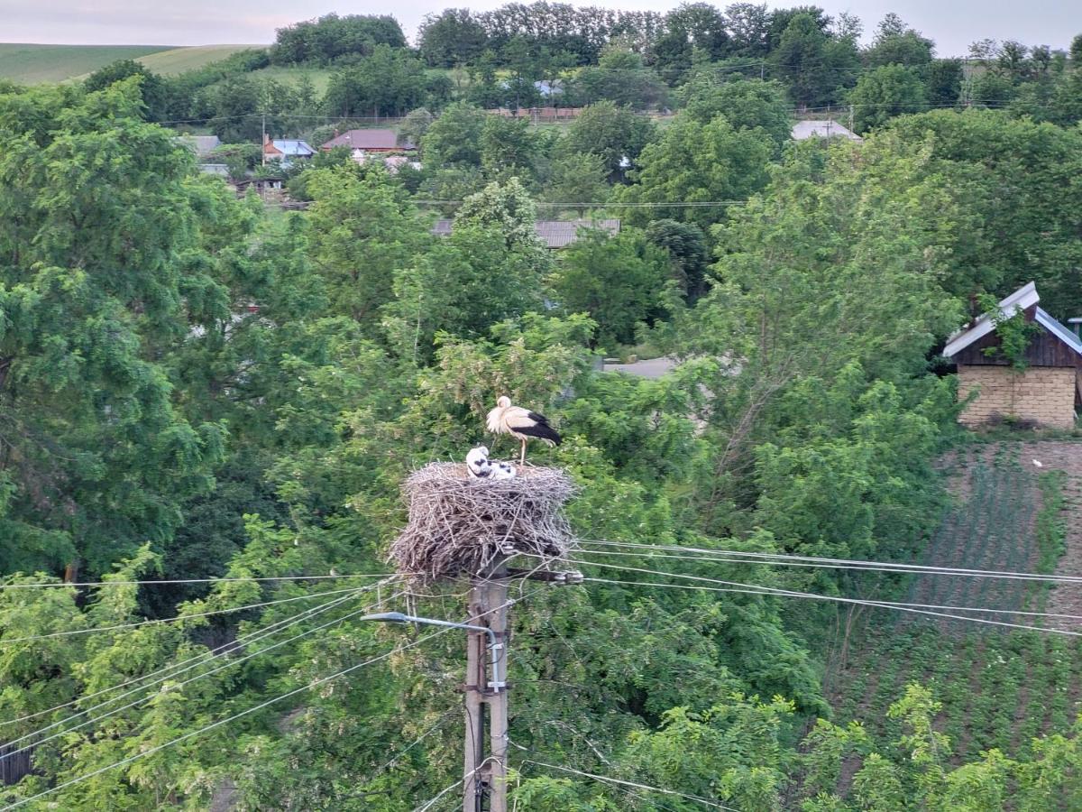 Colt De Rai Bed & Breakfast Hîrtoape Екстериор снимка